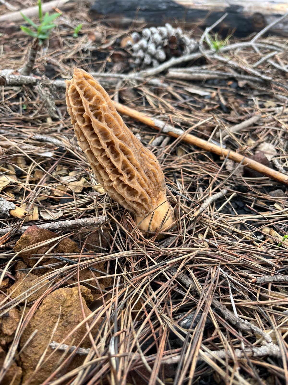 Morchella creciendo entre hojas y ramas en su entorno natural